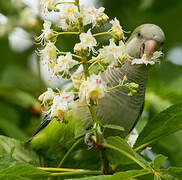 Monk Parakeet