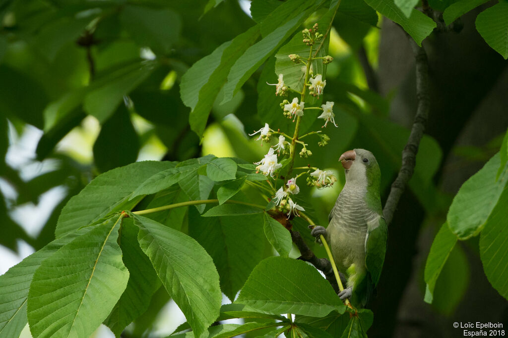 Monk Parakeet