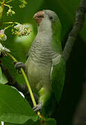 Monk Parakeet