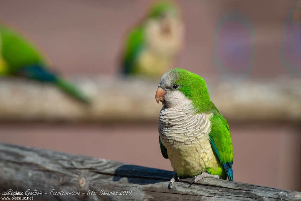 Monk Parakeetadult, close-up portrait