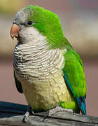 Monk Parakeet