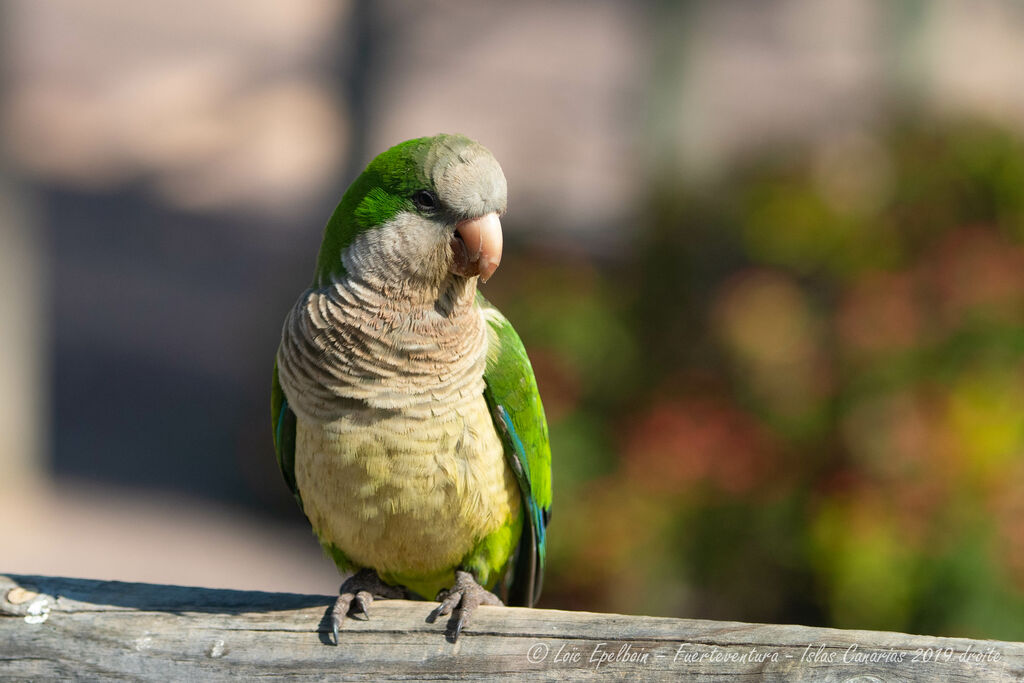 Monk Parakeet