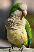 Monk Parakeet