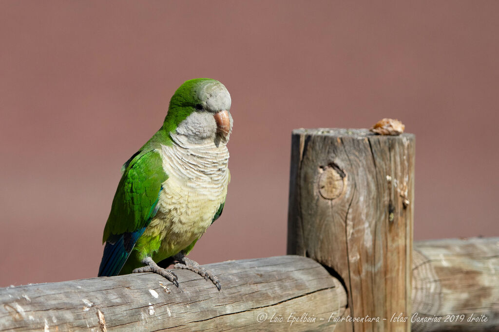 Monk Parakeet