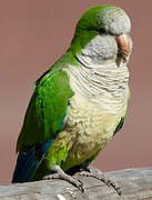 Monk Parakeet