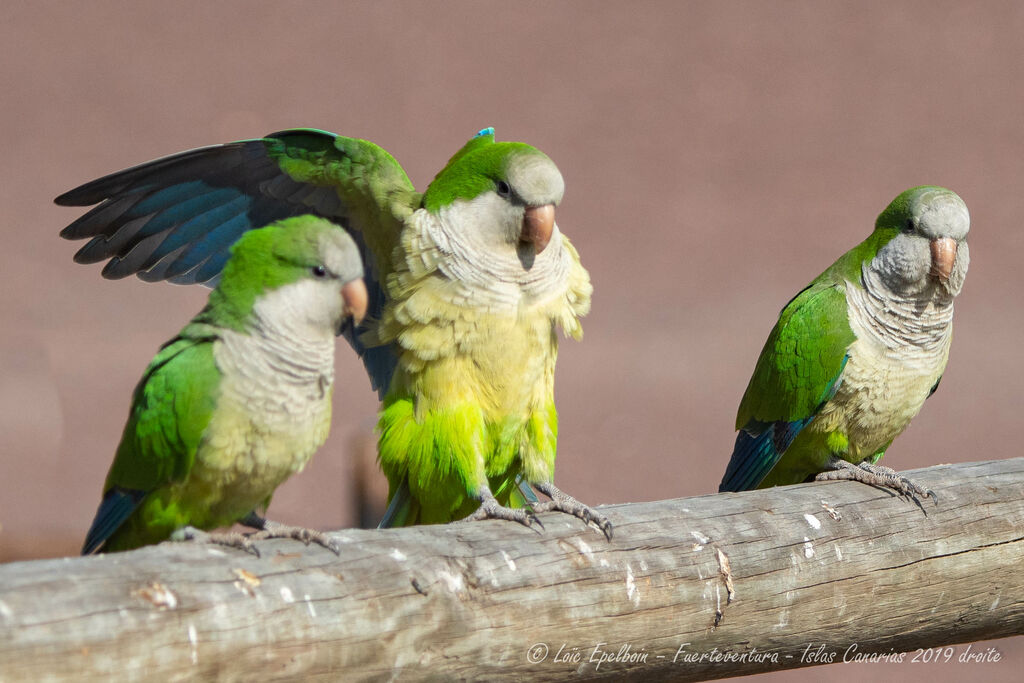 Monk Parakeet