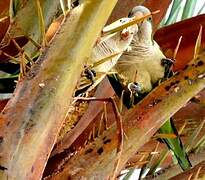 Monk Parakeet