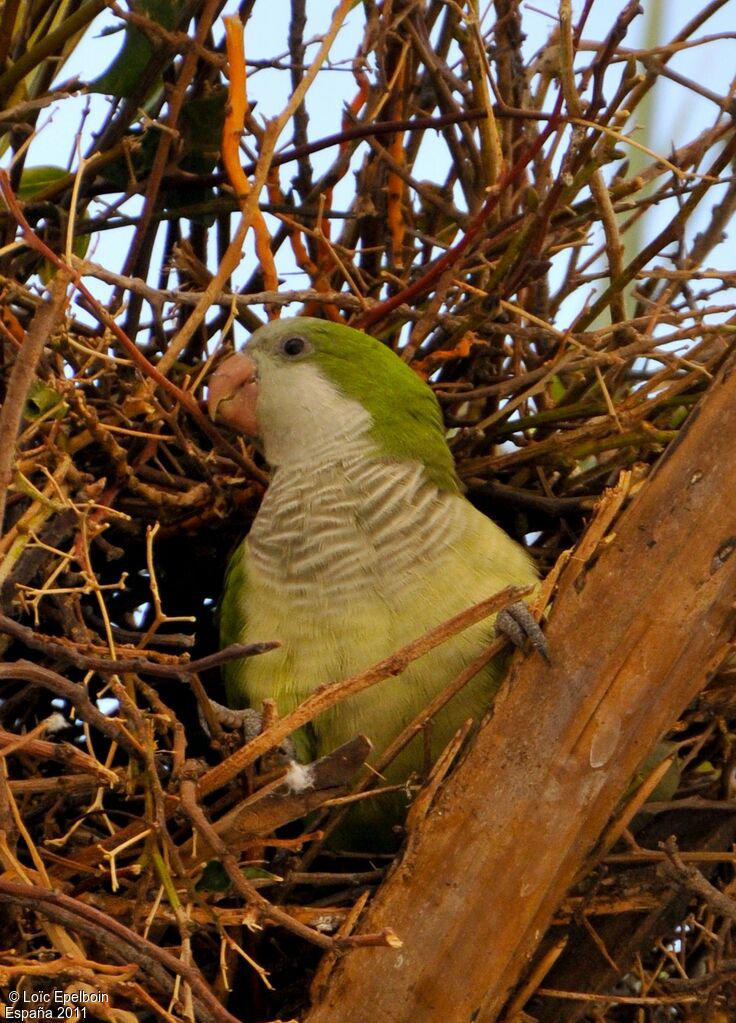 Monk Parakeet