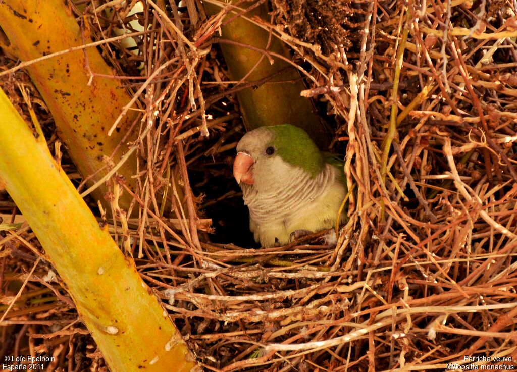 Monk Parakeet