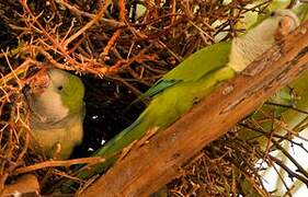 Monk Parakeet