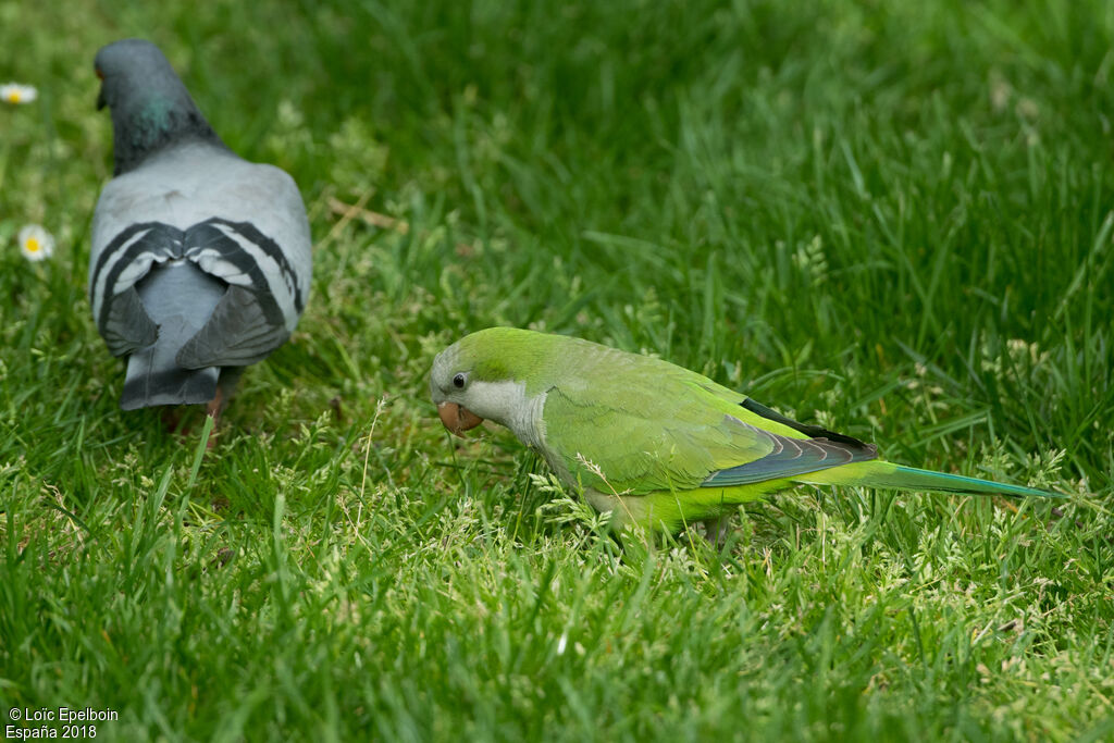 Monk Parakeet