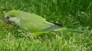 Monk Parakeet