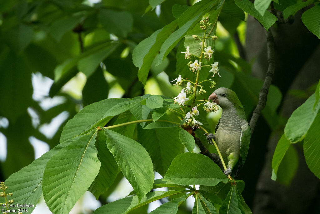 Monk Parakeet