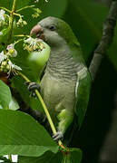 Monk Parakeet