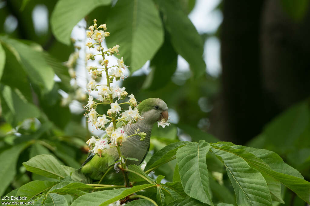 Monk Parakeet, eats