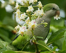 Monk Parakeet