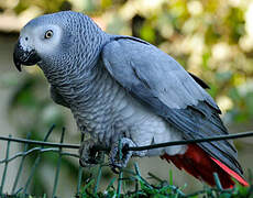 Grey Parrot