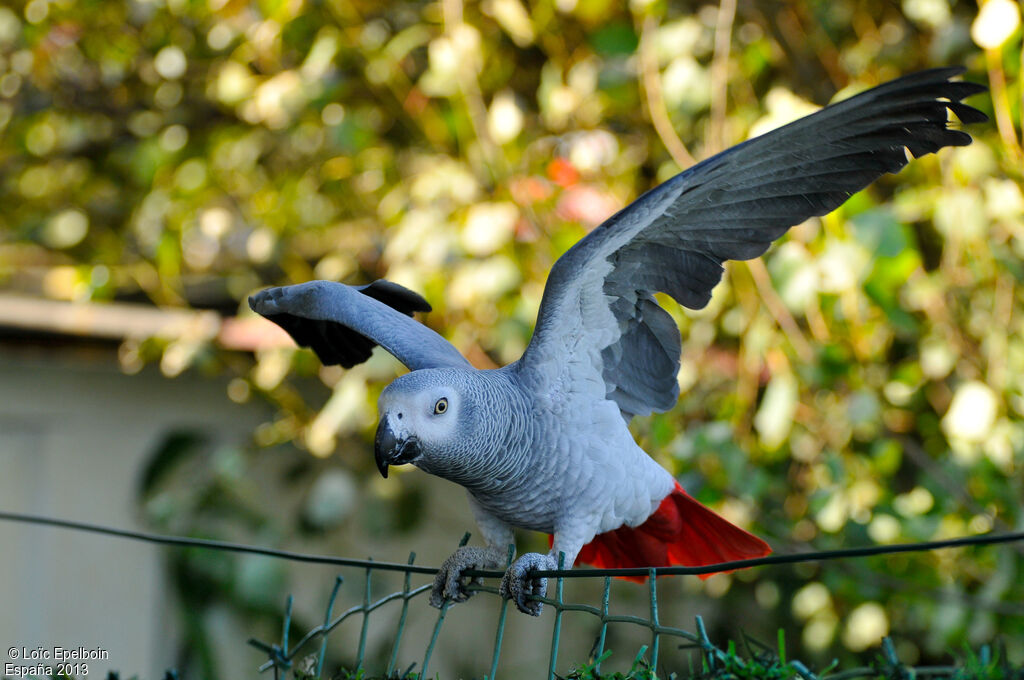 Grey Parrot