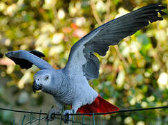 Grey Parrot