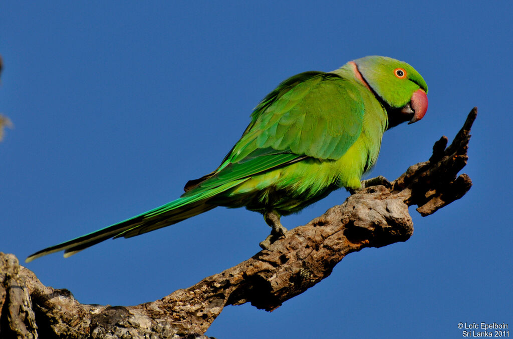 Rose-ringed Parakeet