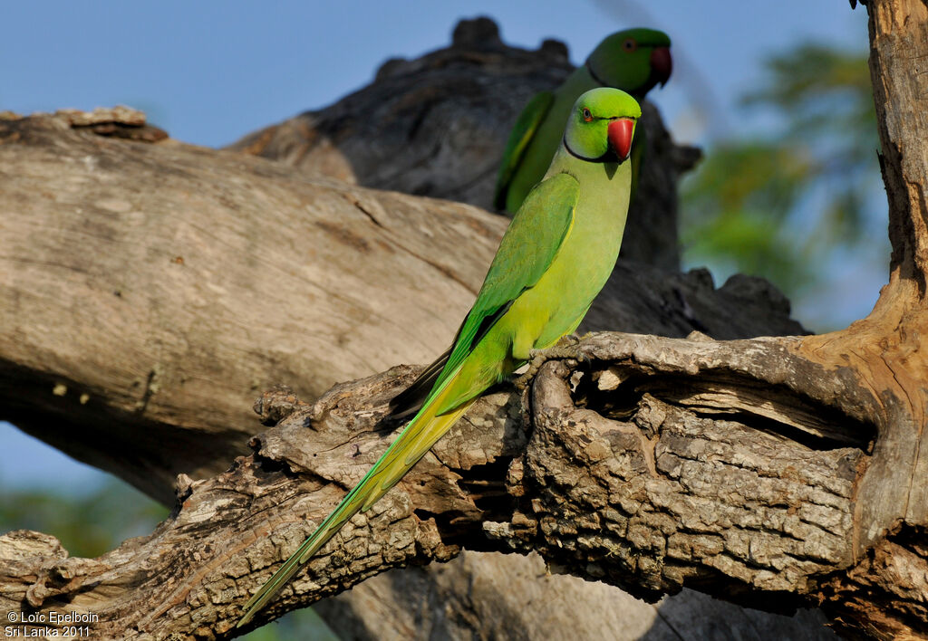 Rose-ringed Parakeet