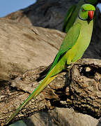 Rose-ringed Parakeet