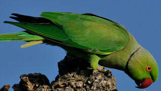 Rose-ringed Parakeet