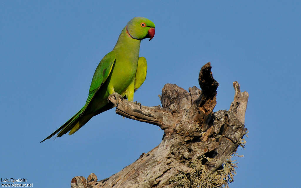 Rose-ringed Parakeet male adult, identification