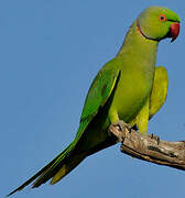 Rose-ringed Parakeet