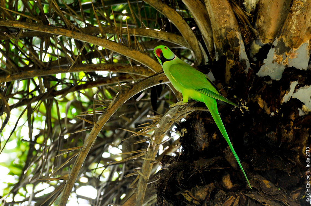 Rose-ringed Parakeet