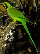 Rose-ringed Parakeet