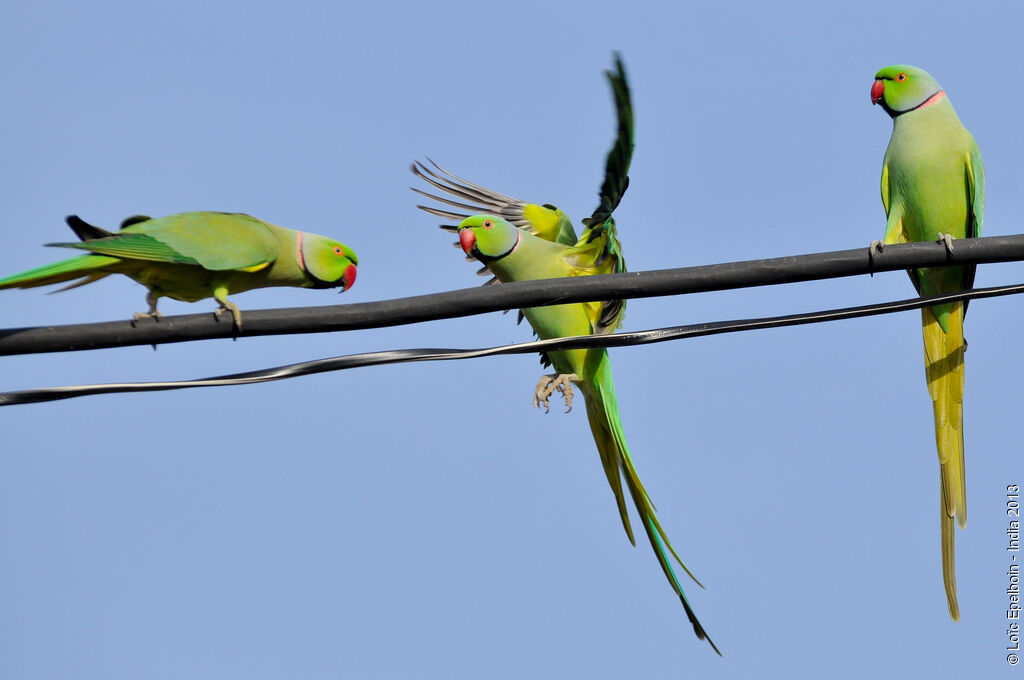 Rose-ringed Parakeet