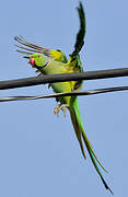 Rose-ringed Parakeet