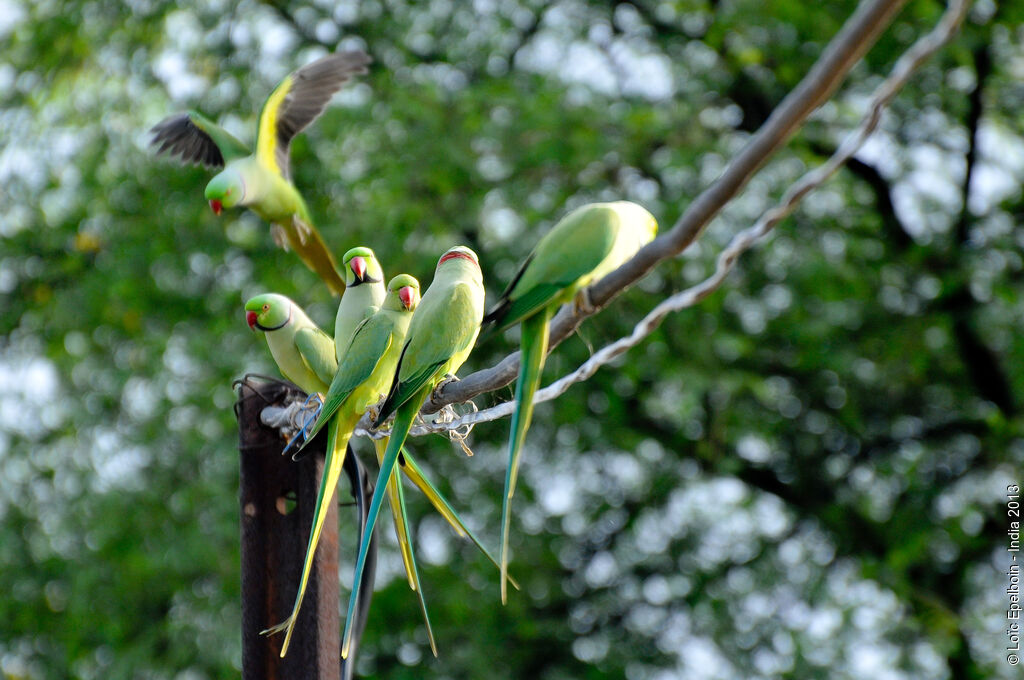 Rose-ringed Parakeet