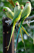 Rose-ringed Parakeet