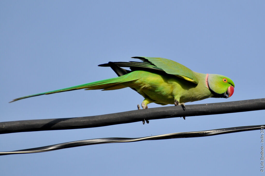 Rose-ringed Parakeet