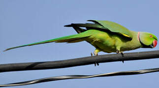 Rose-ringed Parakeet