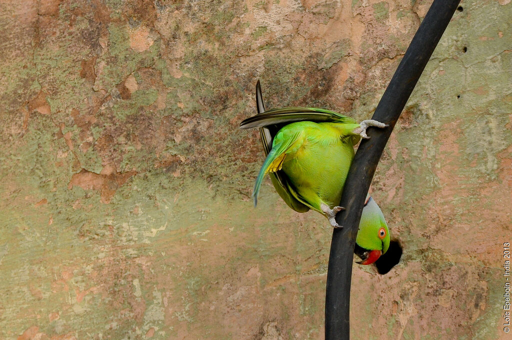 Perruche à collier