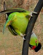 Rose-ringed Parakeet