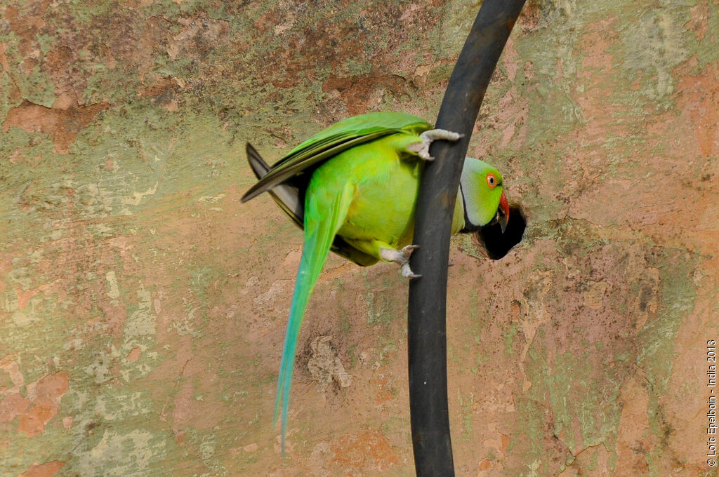 Perruche à collier