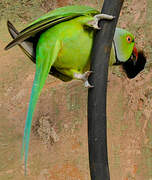 Rose-ringed Parakeet