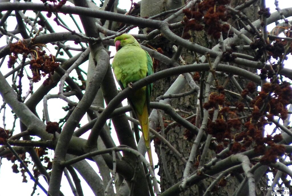 Rose-ringed Parakeet