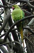 Rose-ringed Parakeet