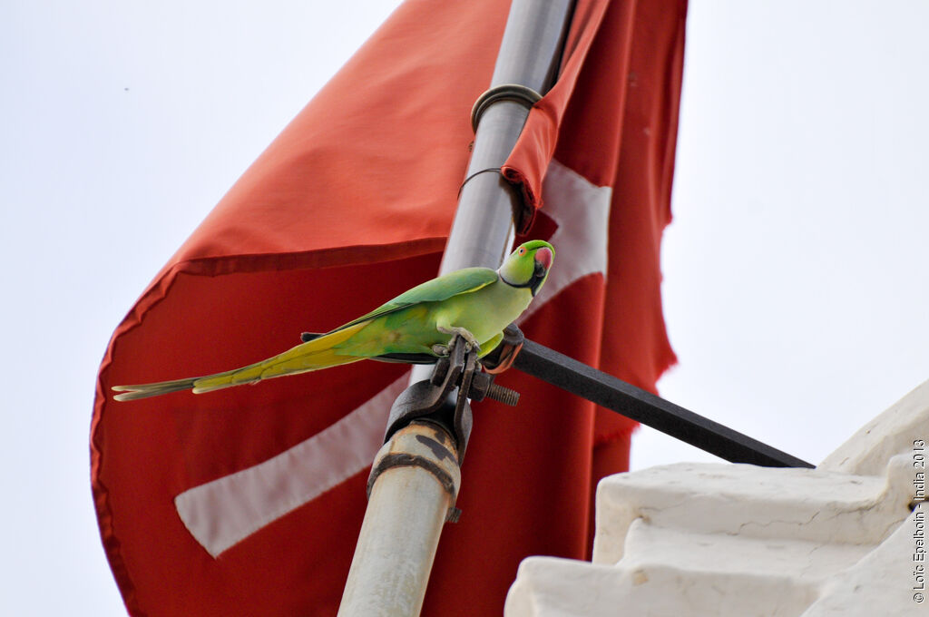 Rose-ringed Parakeet