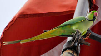 Rose-ringed Parakeet