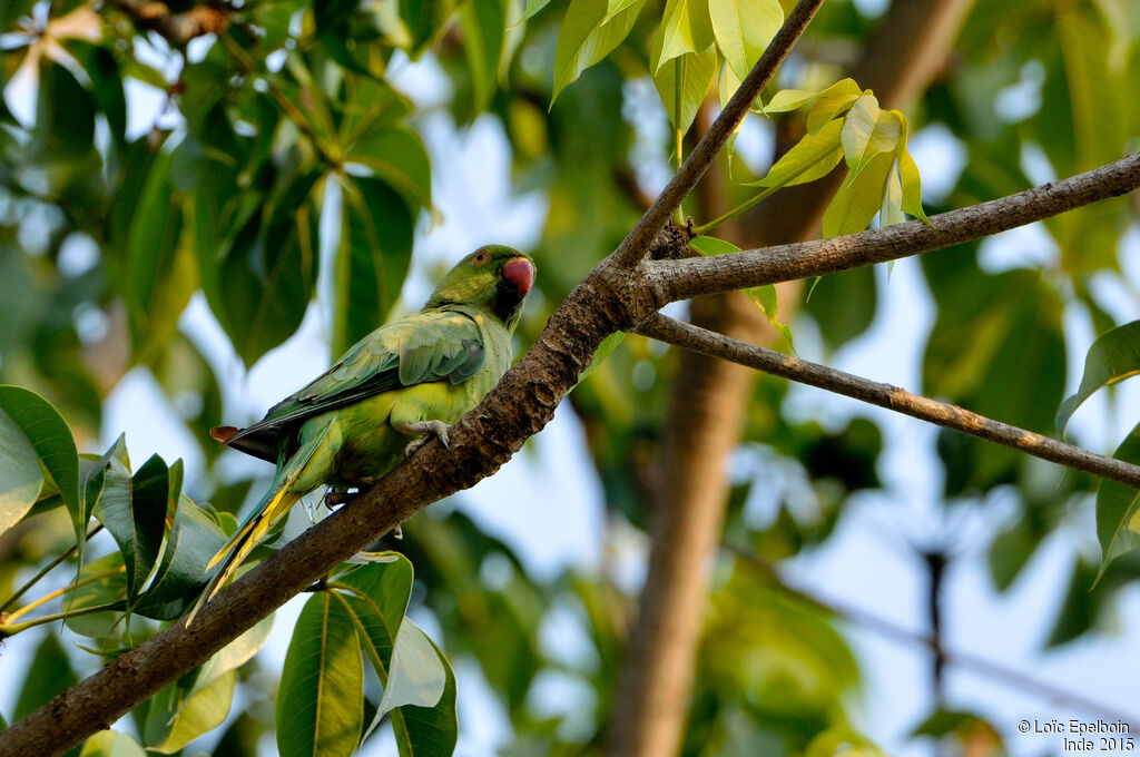 Rose-ringed Parakeet