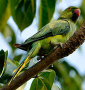 Rose-ringed Parakeet