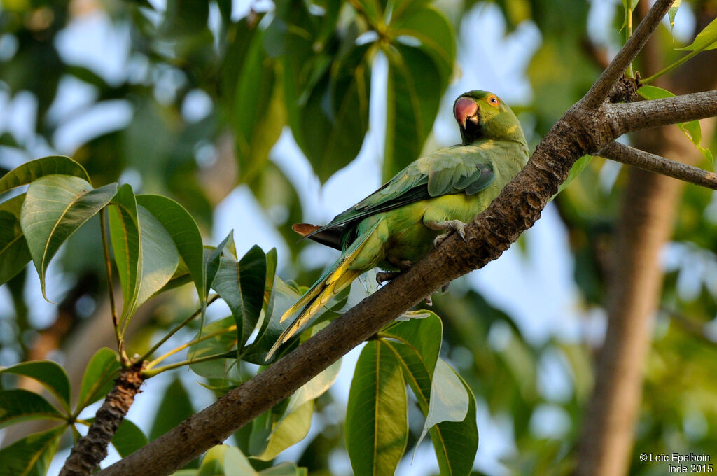 Rose-ringed Parakeet