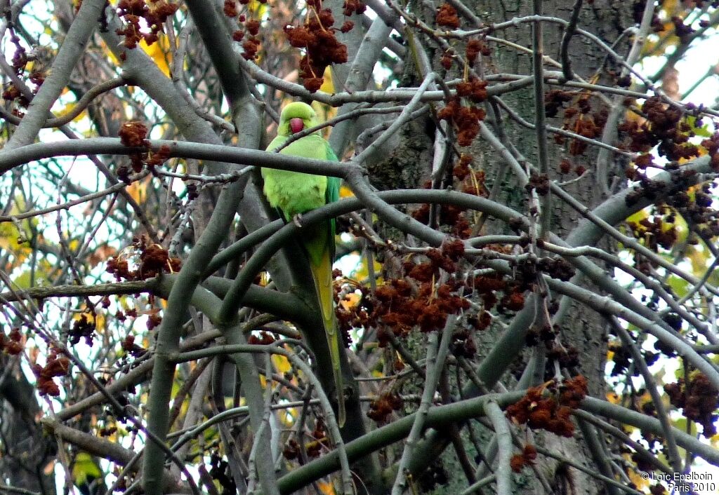 Rose-ringed Parakeet