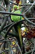 Rose-ringed Parakeet